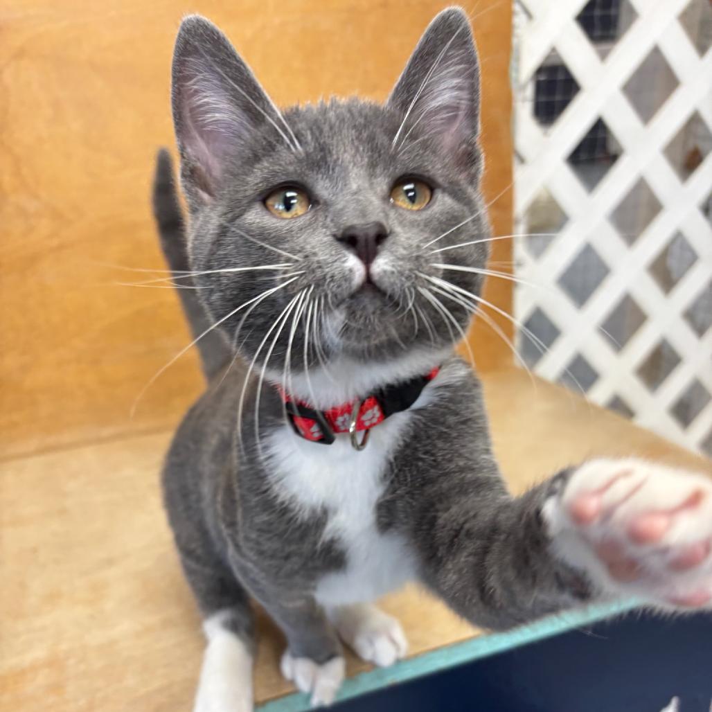 Enlarge Bowser, a Adoptable Domestic Short Hair in Hopewell, VA image 2/2