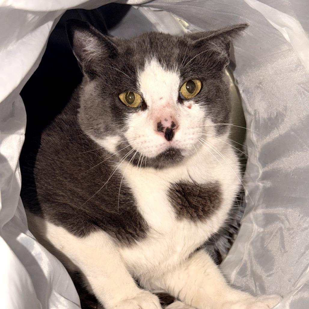 Ralph (Barn Cat), Adoptable, Adult Male Domestic Short Hair.