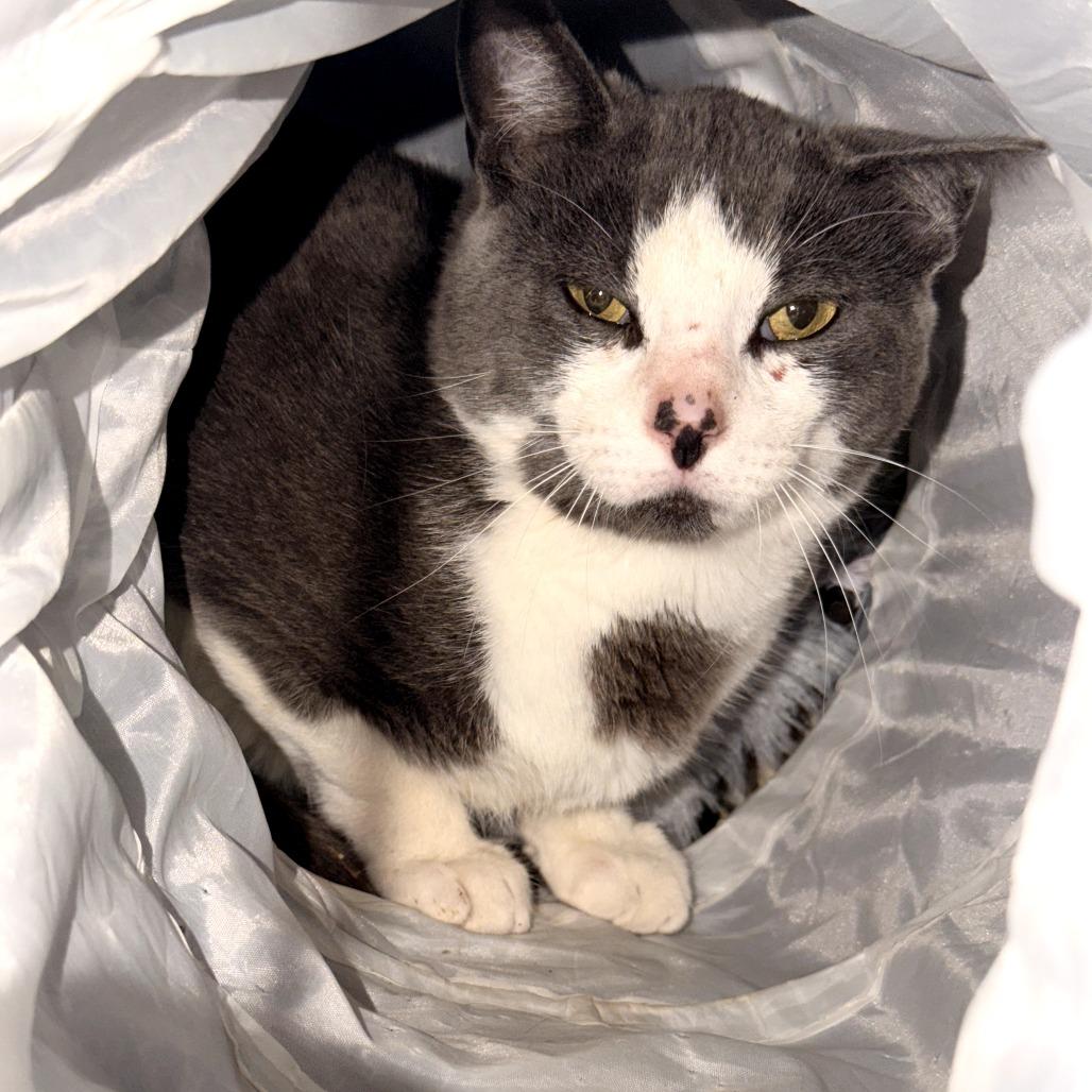 Enlarge Ralph (Barn Cat), a Adoptable Domestic Short Hair in Coos Bay, OR image 2/2
