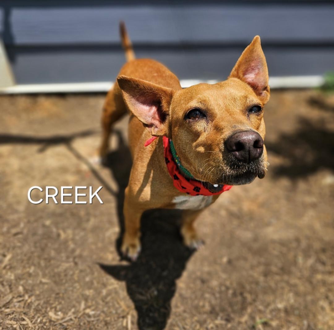 Creek & Cane thumbnail 4