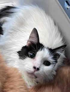 Suzy Q, a Adoptable mixed breed in Venice, CA image 1/5