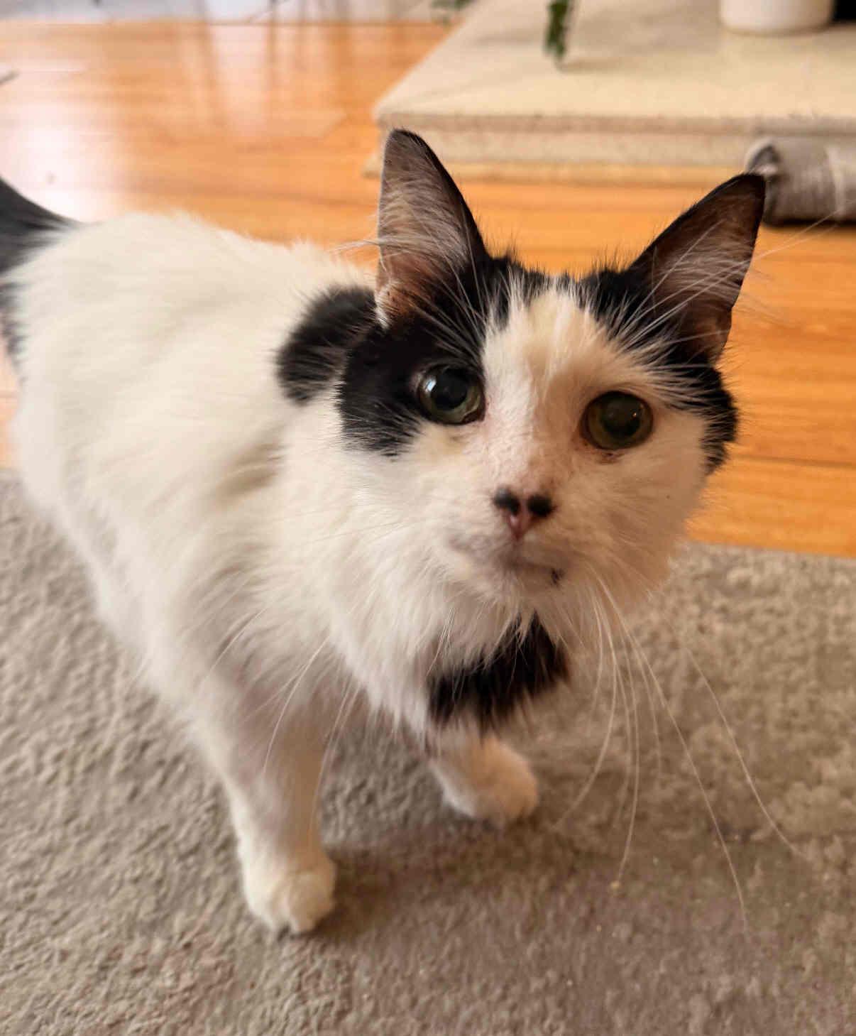 Suzy Q, Adoptable, Senior Female Domestic Long Hair & Tuxedo.