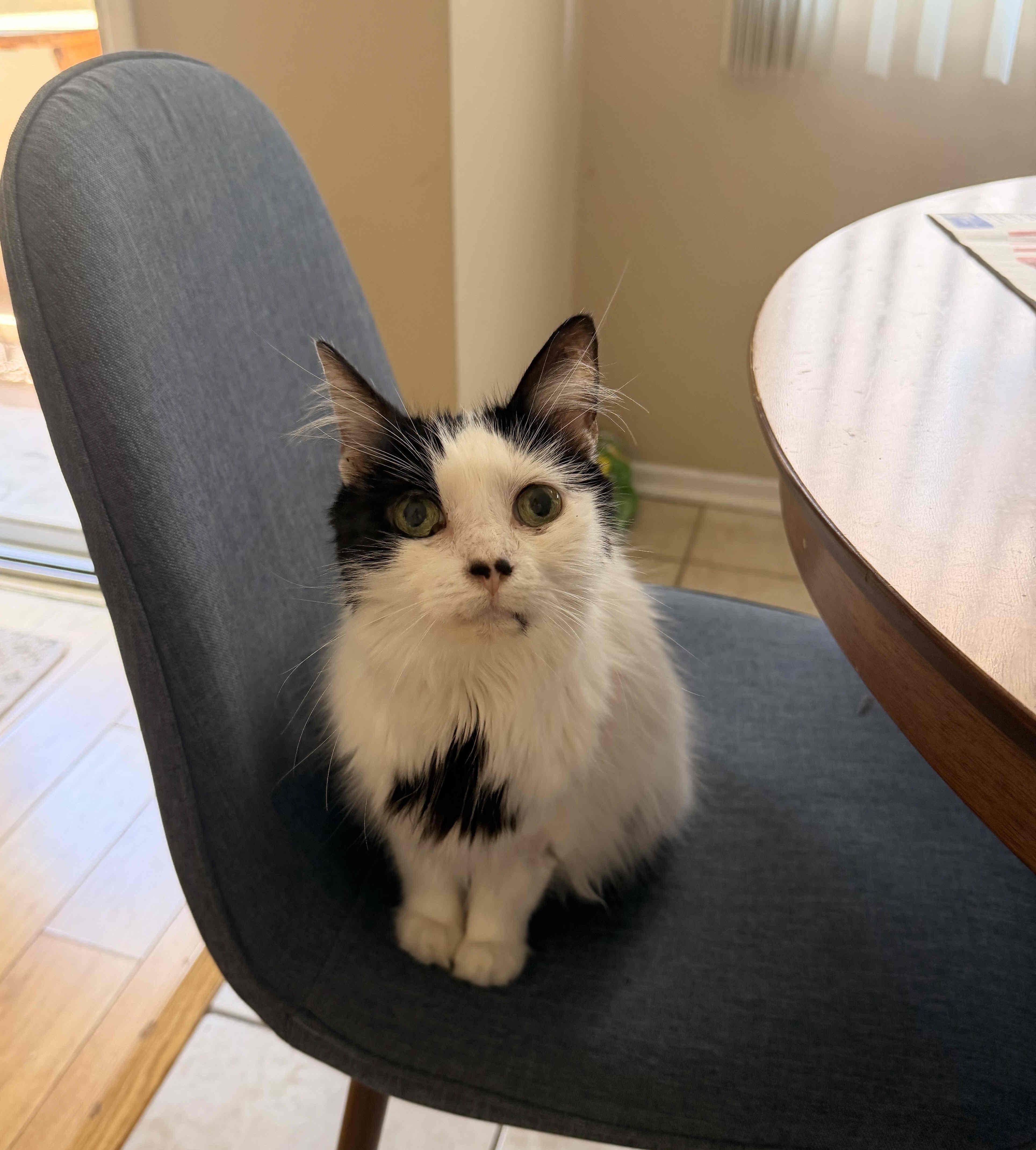 Suzy Q, a Adoptable mixed breed in Venice, CA image 3/5