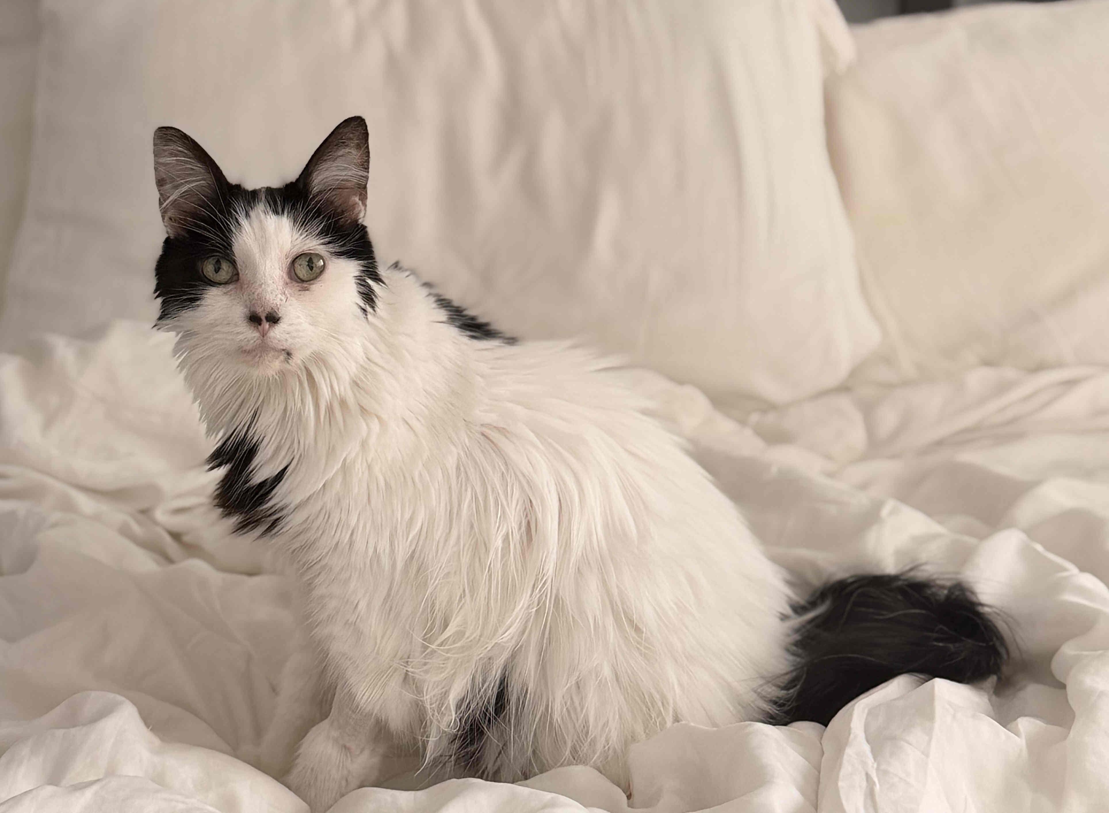 Suzy Q, a Adoptable mixed breed in Venice, CA image 4/5