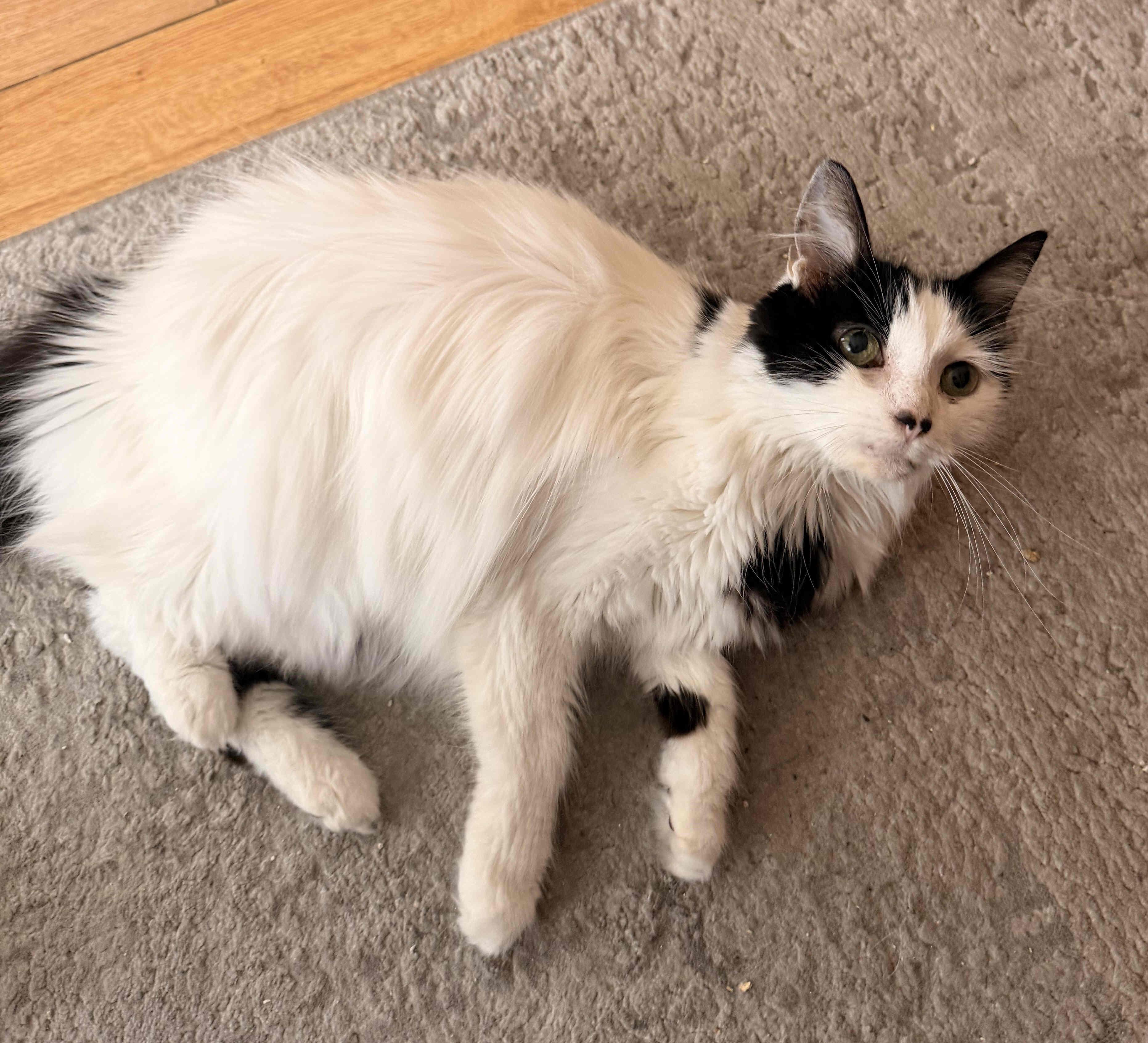 Suzy Q, a Adoptable mixed breed in Venice, CA image 5/5