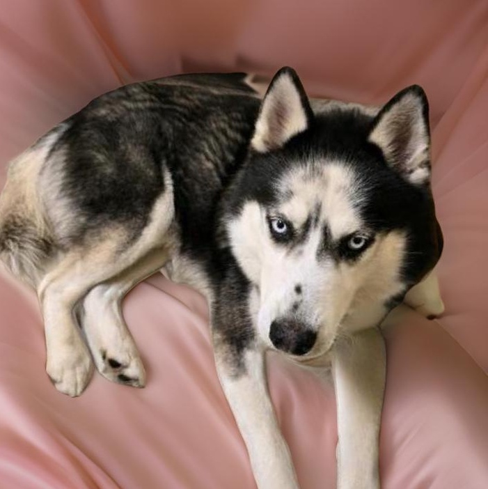 Enlarge Beau, a Adoptable Siberian Husky in Tomball, TX image 2/6