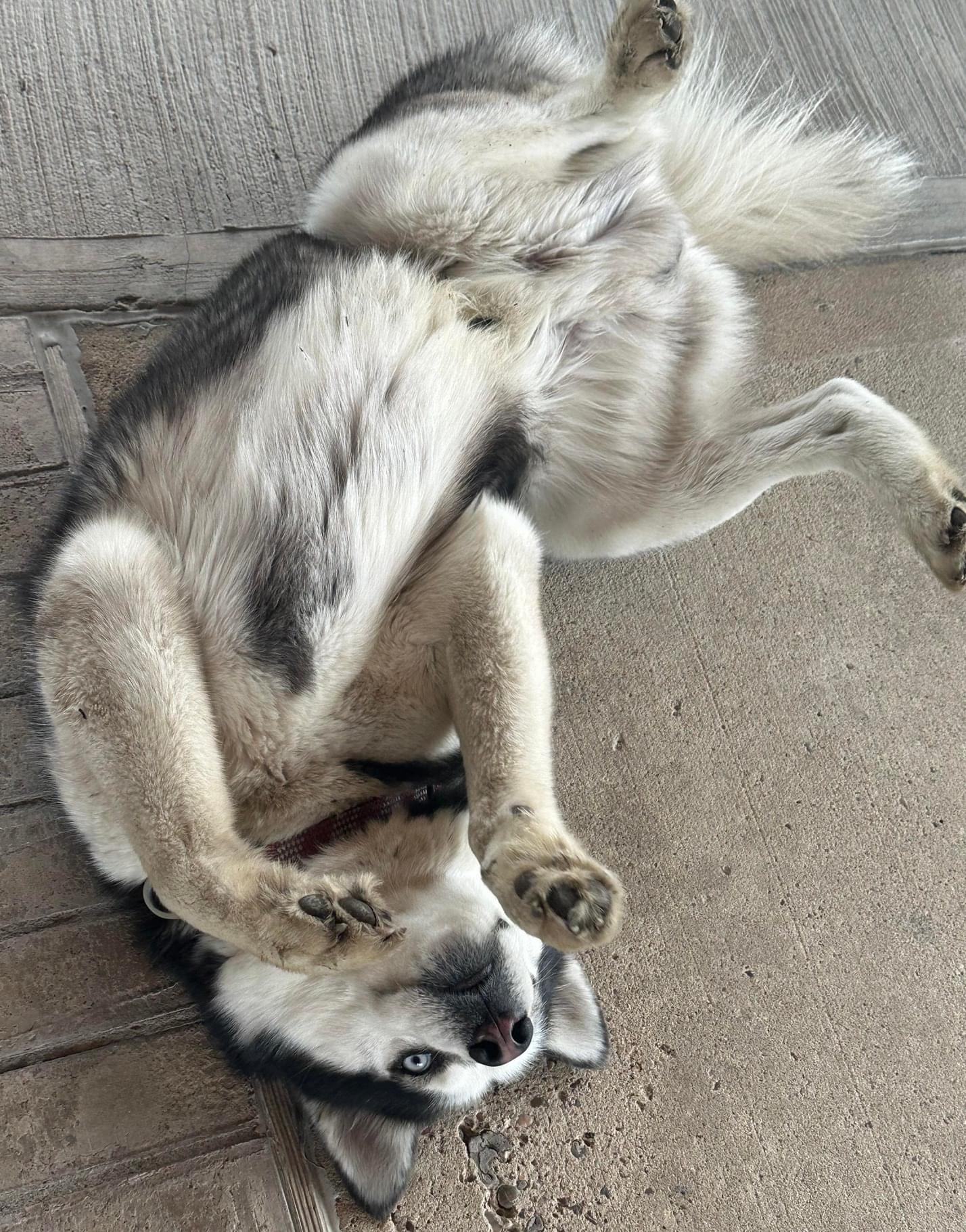 Enlarge Beau, a Adoptable Siberian Husky in Tomball, TX image 3/6