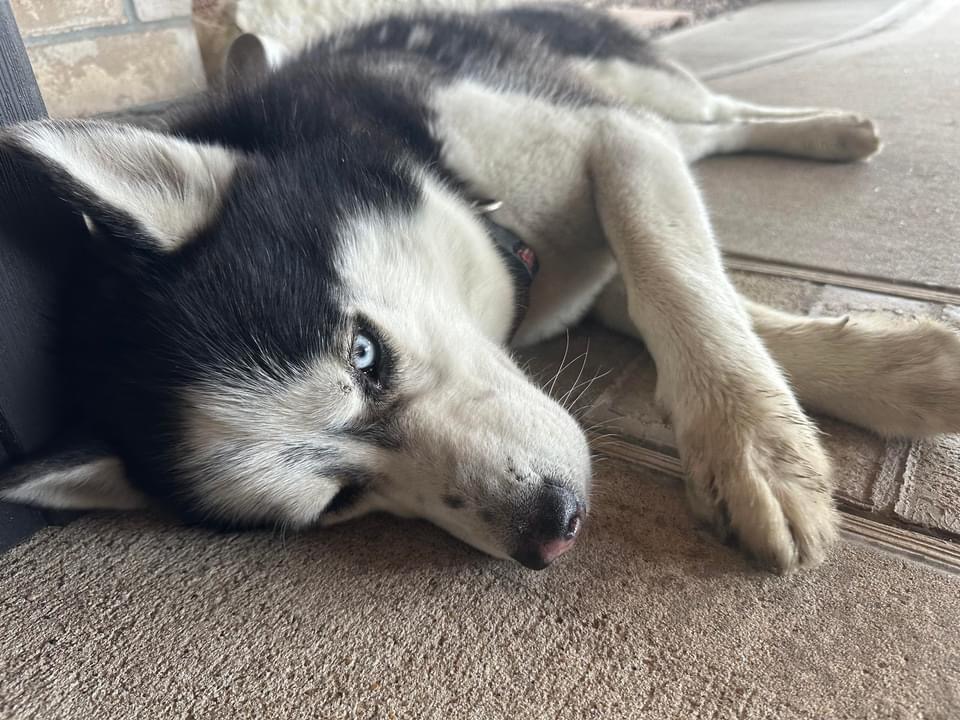 Enlarge Beau, a Adoptable Siberian Husky in Tomball, TX image 4/6