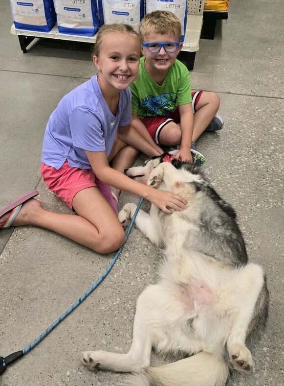 Enlarge Beau, a Adoptable Siberian Husky in Tomball, TX image 5/6