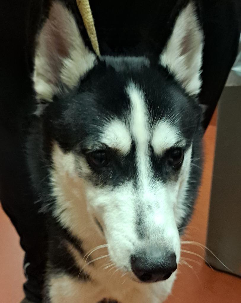 Enlarge Jackie, a Adoptable Siberian Husky in Douglasville, GA image 1/5