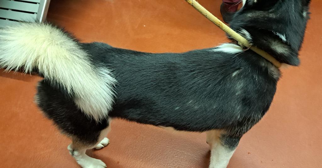 Enlarge Jackie, a Adoptable Siberian Husky in Douglasville, GA image 2/5