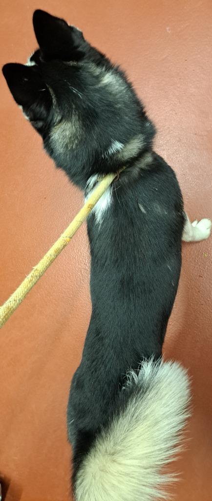 Enlarge Jackie, a Adoptable Siberian Husky in Douglasville, GA image 3/5