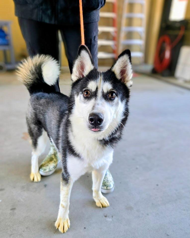 Enlarge Jackie, a Adoptable Siberian Husky in Douglasville, GA image 4/5