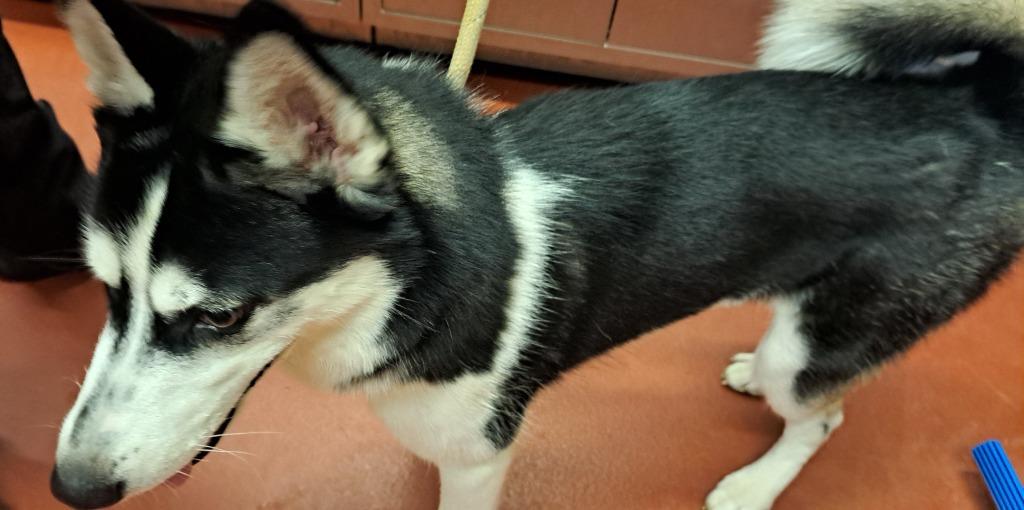 Enlarge Jackie, a Adoptable Siberian Husky in Douglasville, GA image 5/5