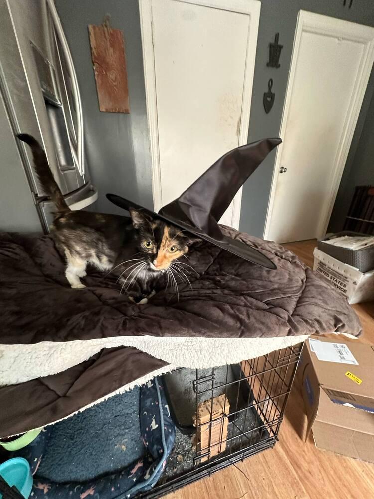 Ranni, Adoptable, Young Female Domestic Short Hair.