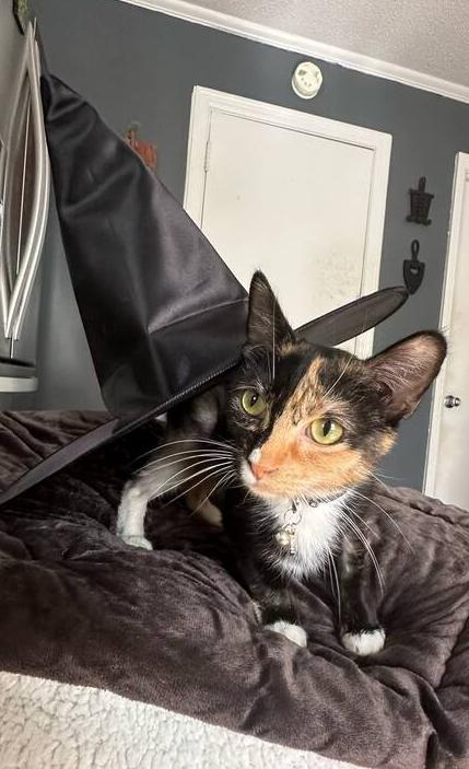 Enlarge Ranni, a Adoptable Domestic Short Hair in Kannapolis, NC image 2/6