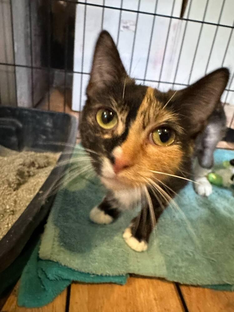 Enlarge Ranni, a Adoptable Domestic Short Hair in Kannapolis, NC image 3/6