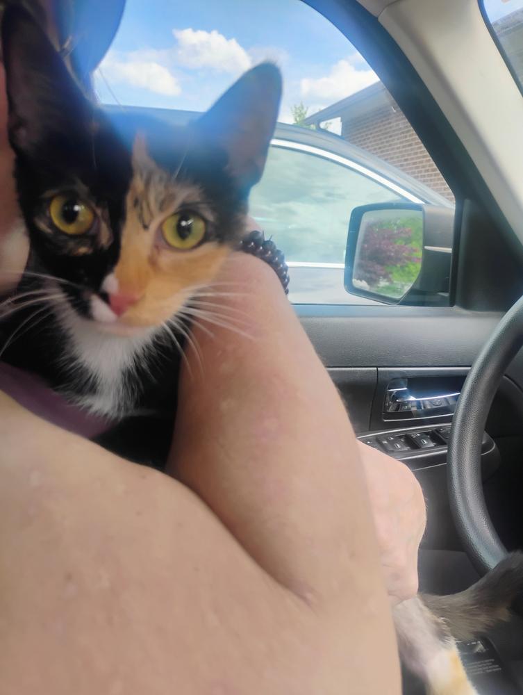 Enlarge Ranni, a Adoptable Domestic Short Hair in Kannapolis, NC image 4/6