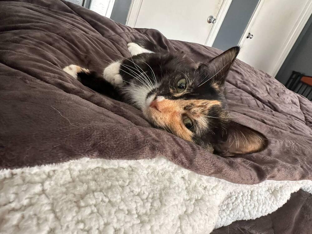 Enlarge Ranni, a Adoptable Domestic Short Hair in Kannapolis, NC image 5/6