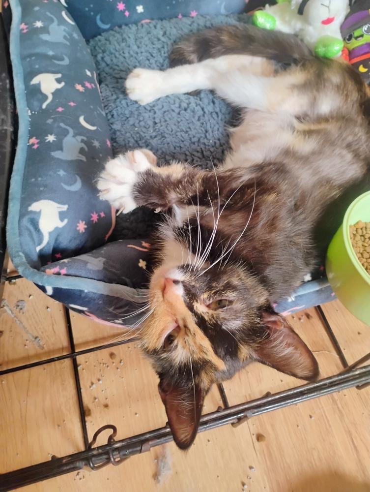 Enlarge Ranni, a Adoptable Domestic Short Hair in Kannapolis, NC image 6/6