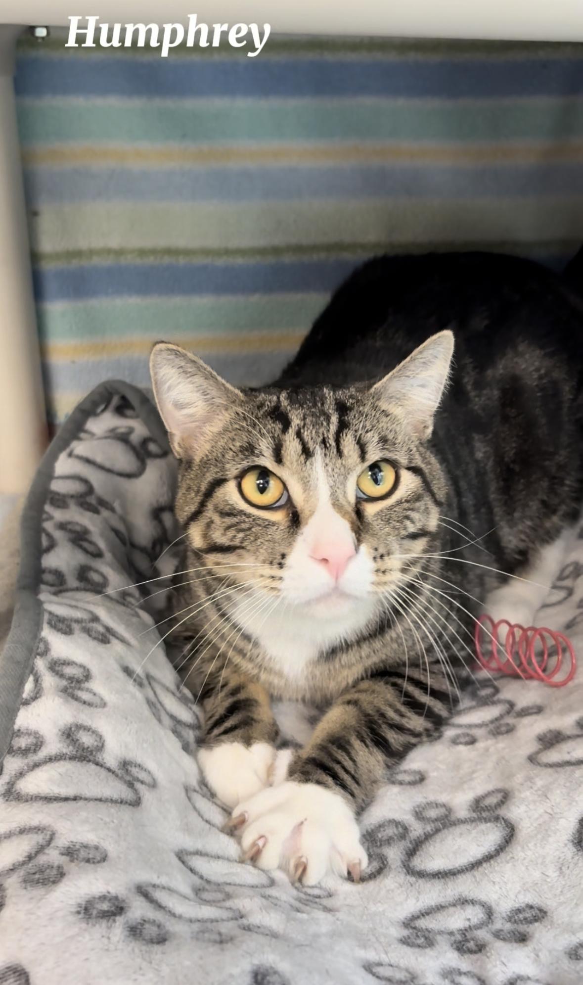 Humphrey, ADOPTABLE, Adult Male Tabby.