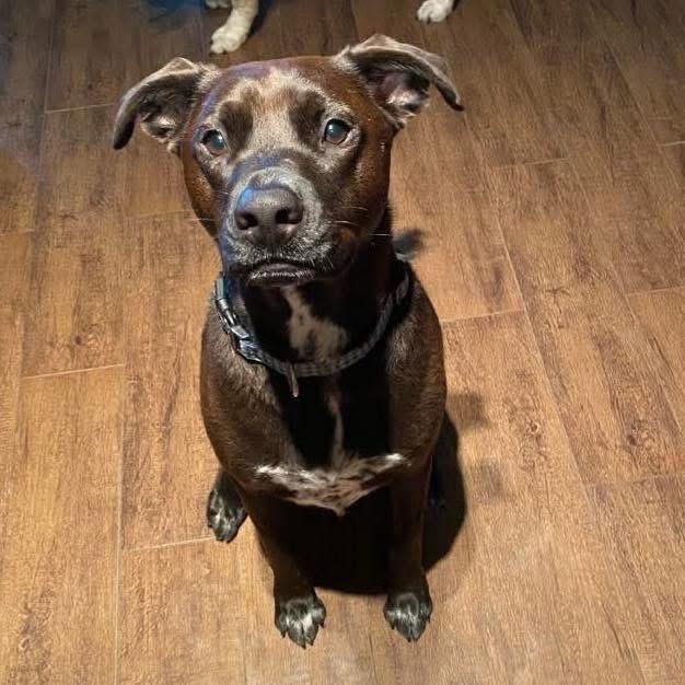 Enlarge Ronald, a Adoptable mixed breed in Benbrook, TX image 1/4