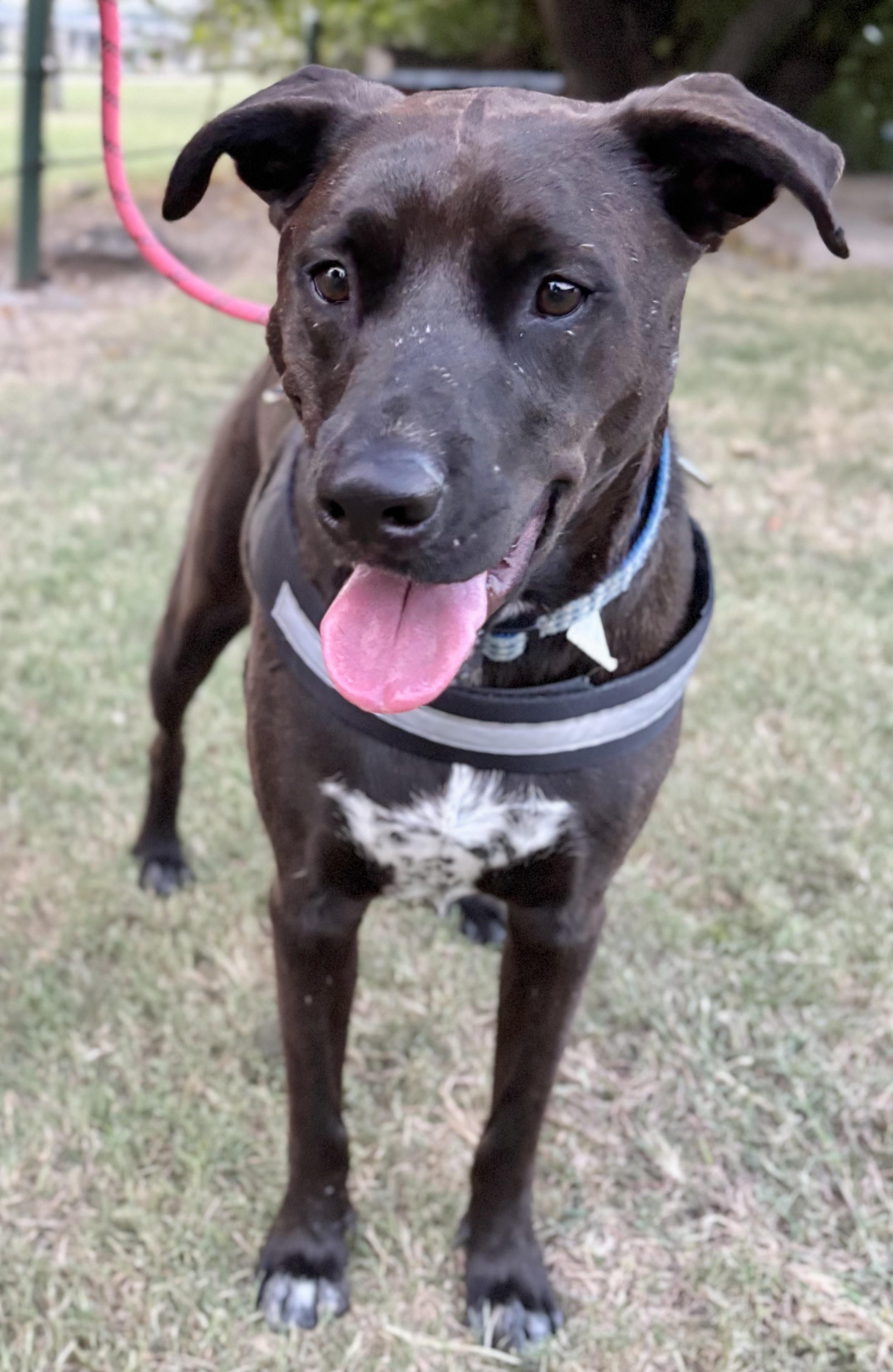Enlarge Ronald, a Adoptable mixed breed in Benbrook, TX image 1/4