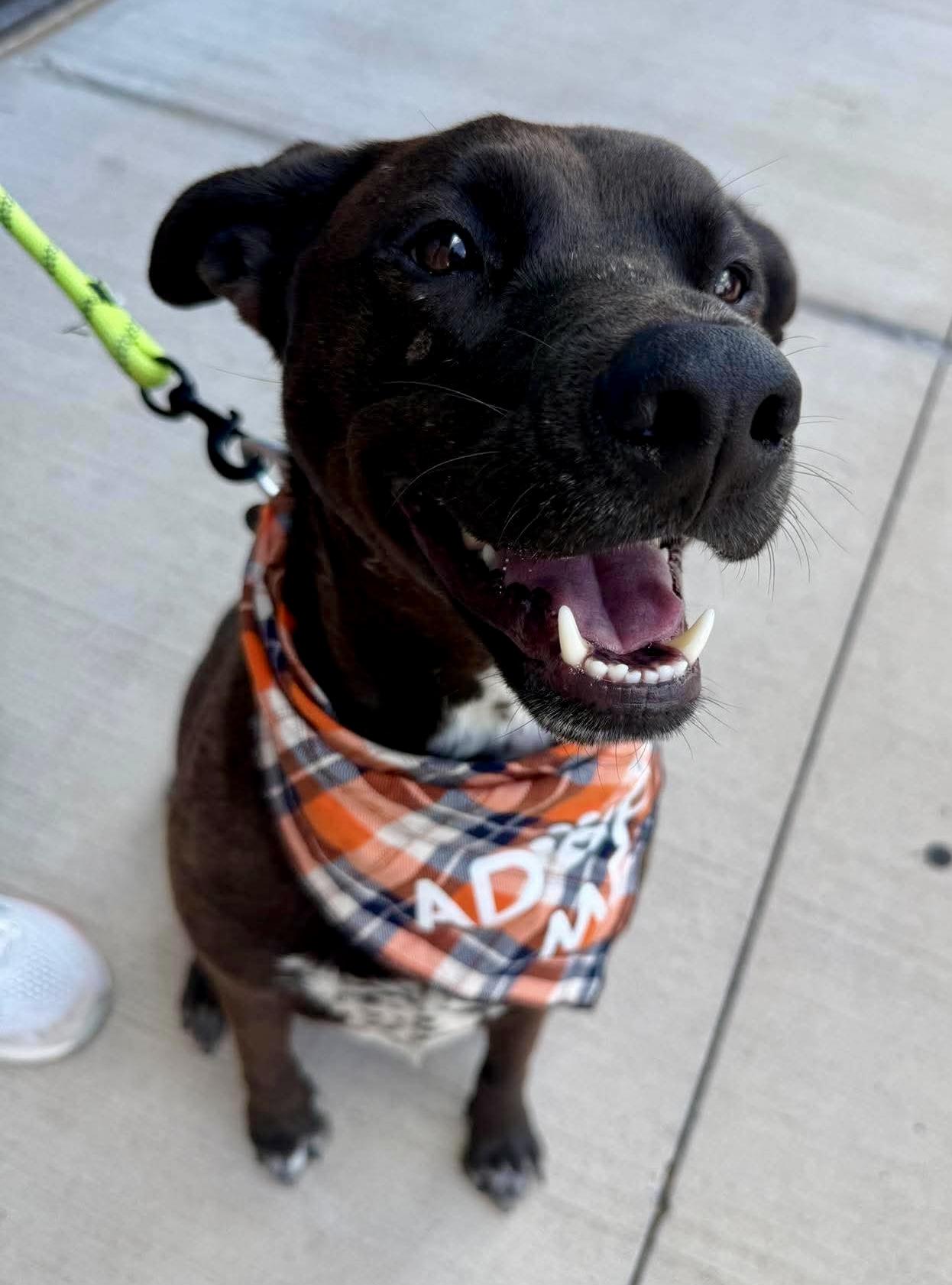 Ronald, a Adoptable mixed breed in Benbrook, TX image 4/4