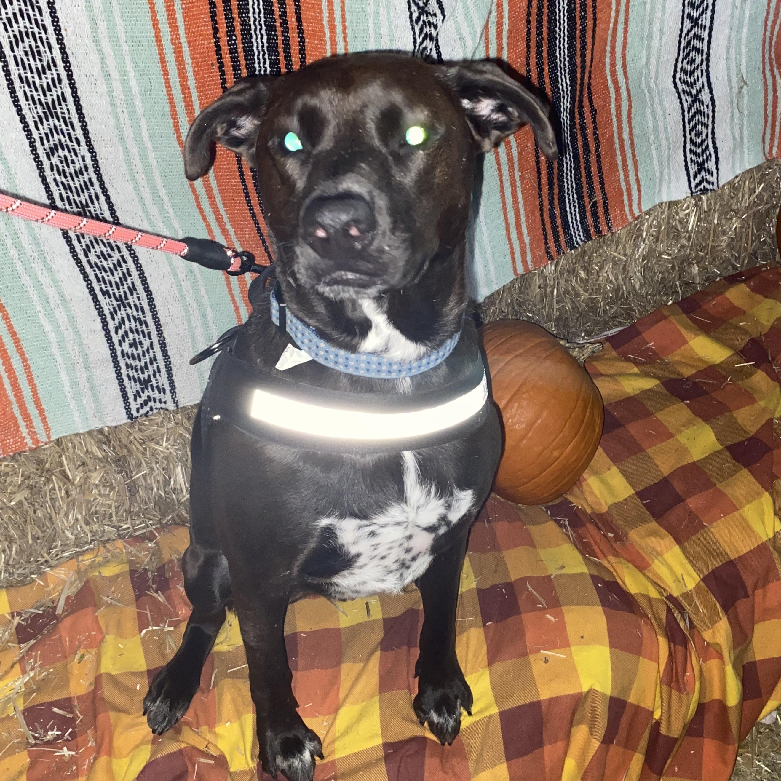 Enlarge Ronald, a Adoptable mixed breed in Benbrook, TX image 3/4