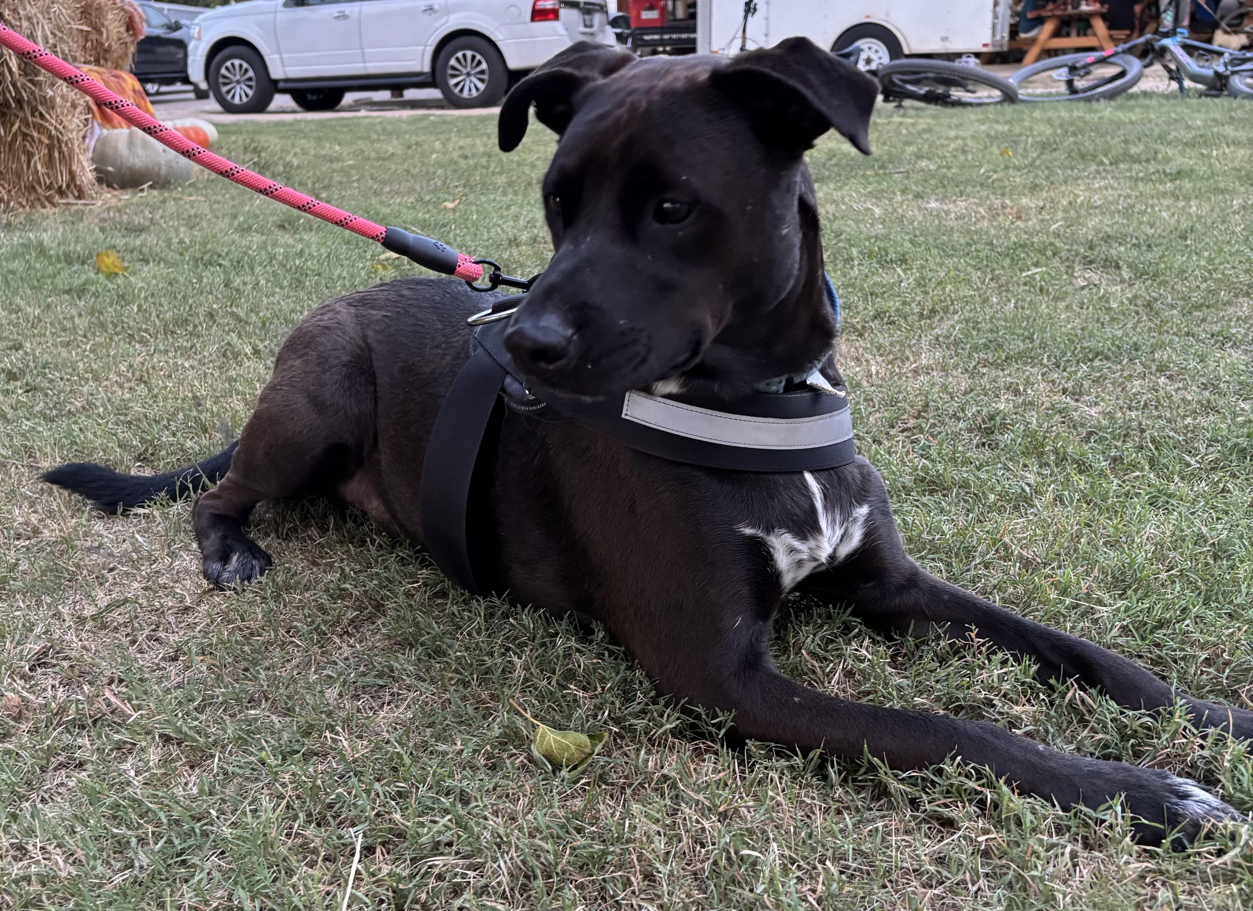 Enlarge Ronald, a Adoptable mixed breed in Benbrook, TX image 2/4