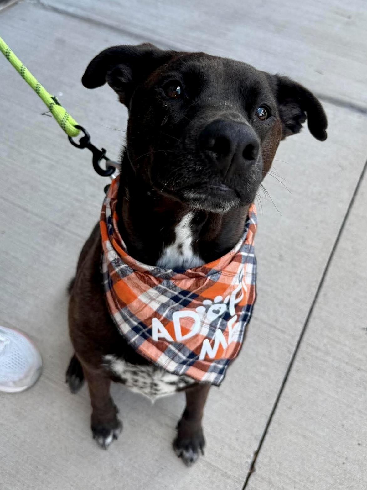 Ronald, Adoptable, Adult Male Pit Bull Terrier & Black Labrador Retriever.
