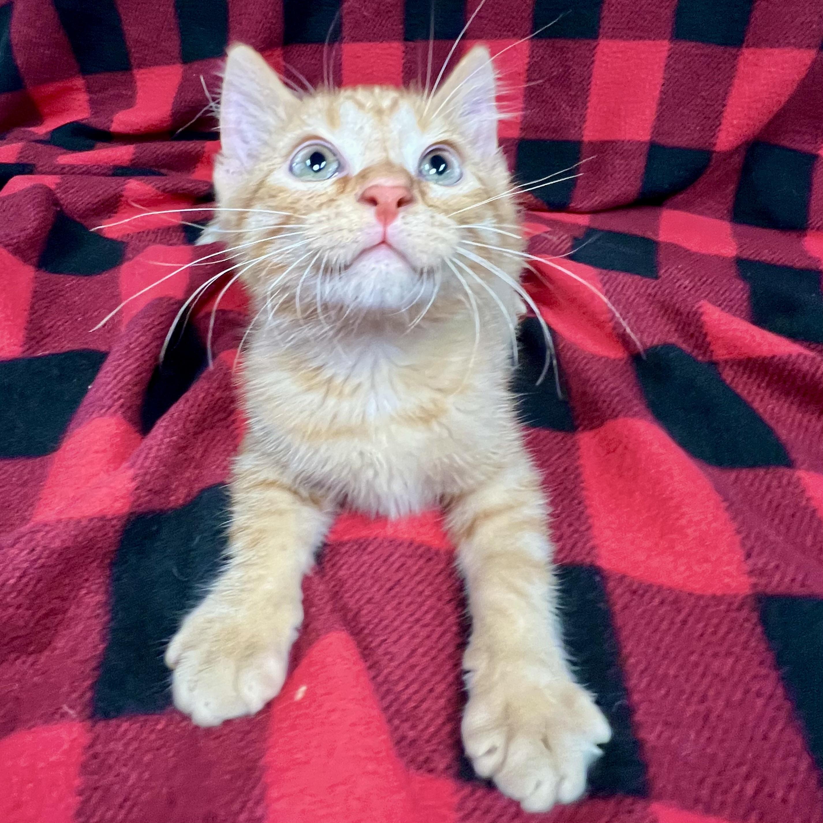 Sam