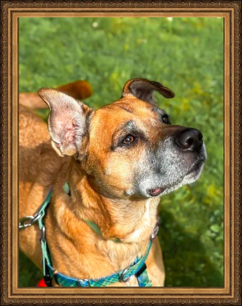 Thorn, Adoptable, Senior Male Boxer.