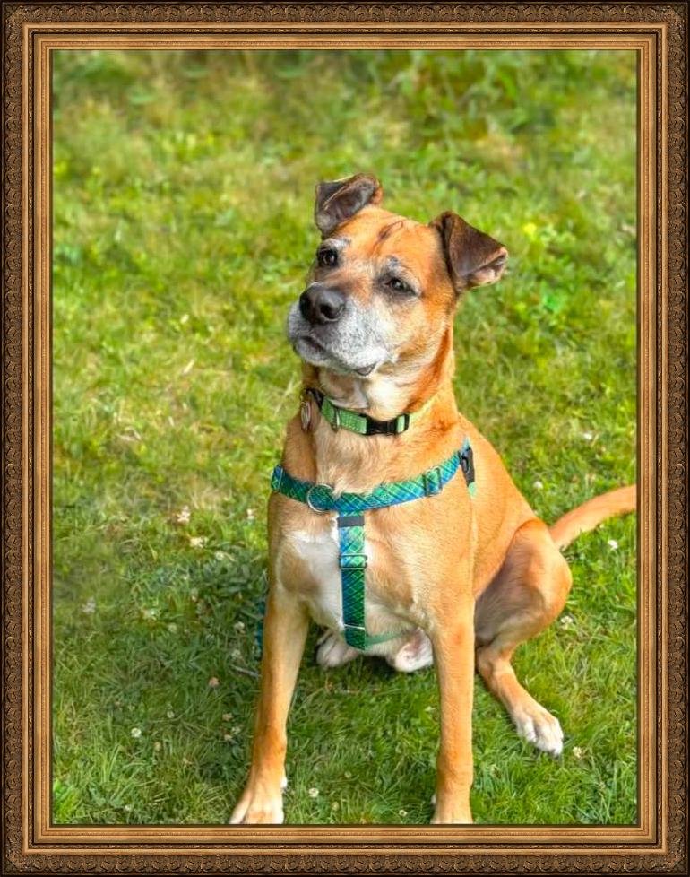 Thorn, Adoptable, Senior Male Boxer.