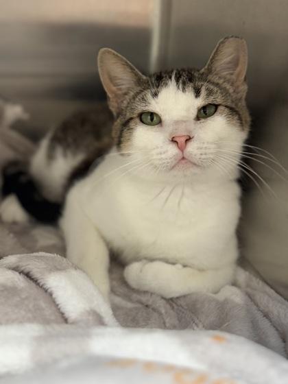 Rocco, Adoptable, Kitten Male Domestic Short Hair & Tabby.