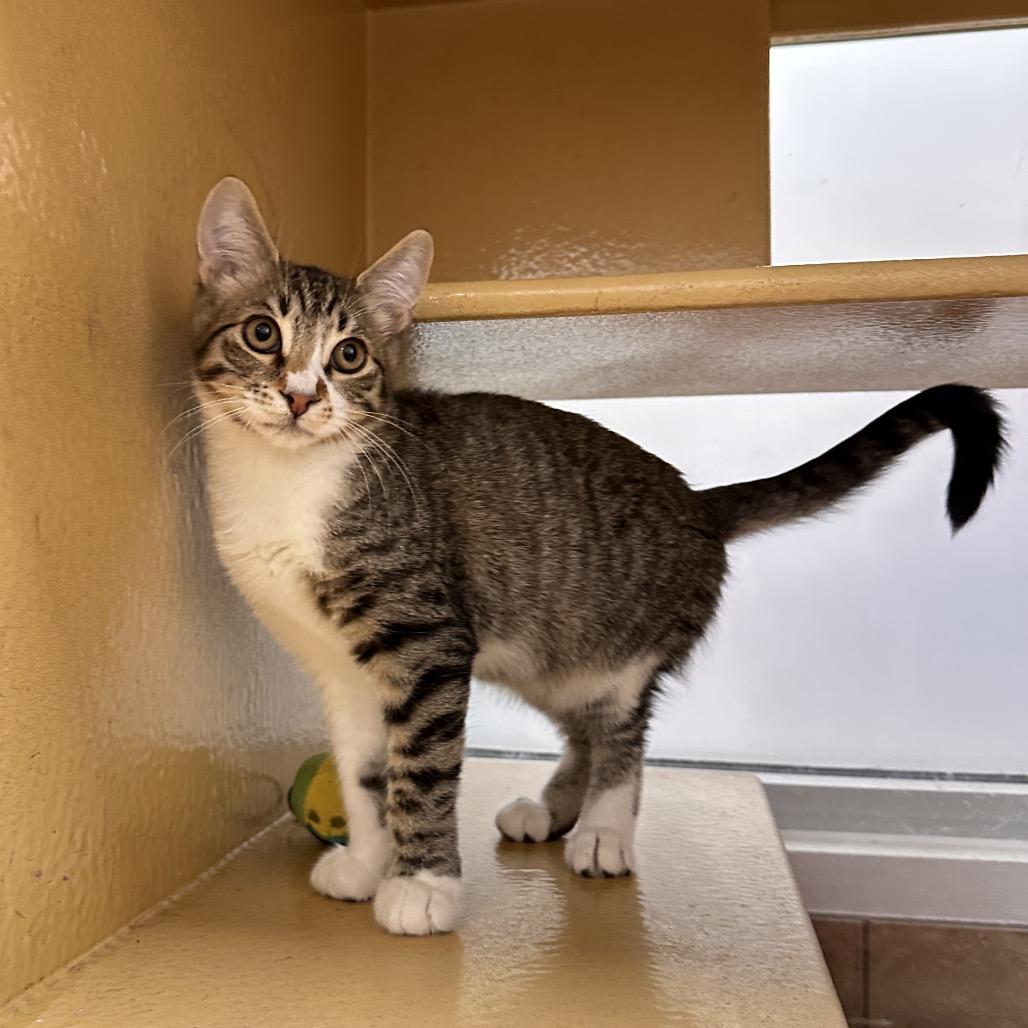 Tommy, Adoptable, Kitten Male Domestic Short Hair.