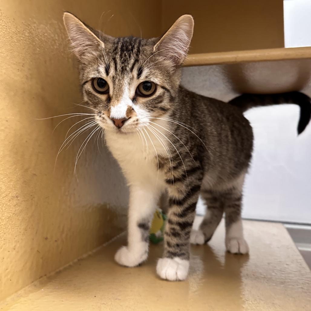 Tommy, a Adoptable Domestic Short Hair in Spokane, WA image 2/5