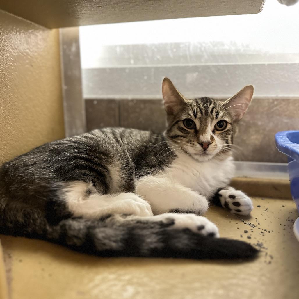 Tommy, a Adoptable Domestic Short Hair in Spokane, WA image 3/5
