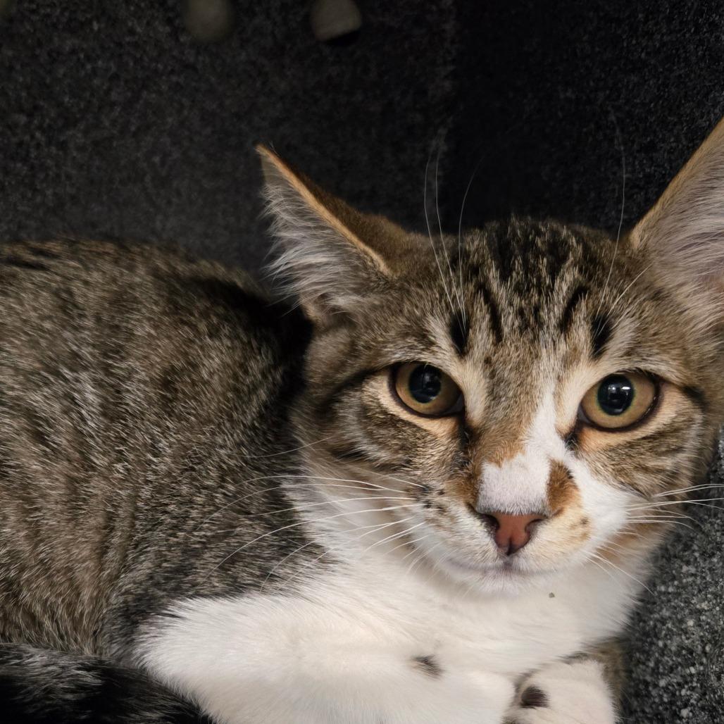 Tommy, a Adoptable Domestic Short Hair in Spokane, WA image 4/5
