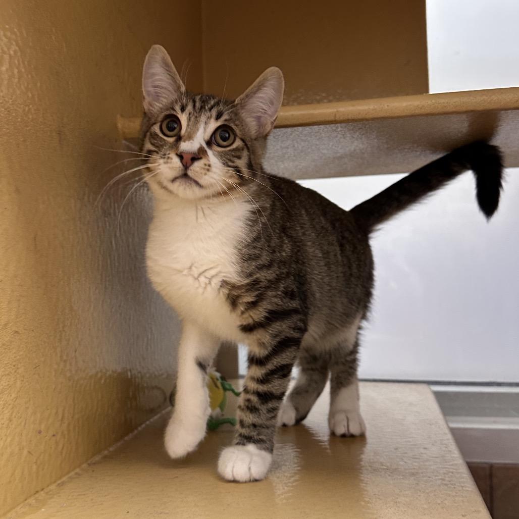 Tommy, a Adoptable Domestic Short Hair in Spokane, WA image 5/5