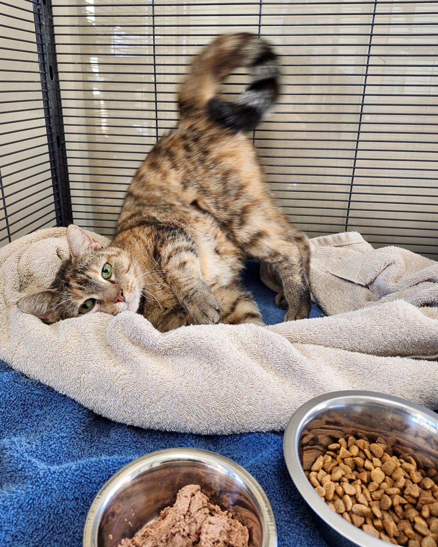 Skittles, Adopted, Senior Female Domestic Short Hair.