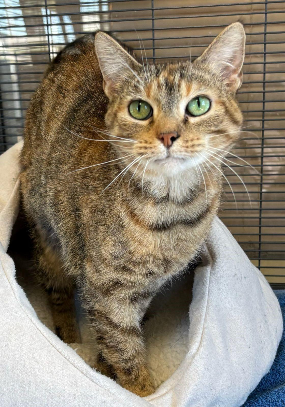 Skittles, Adopted, Senior Female Domestic Short Hair.