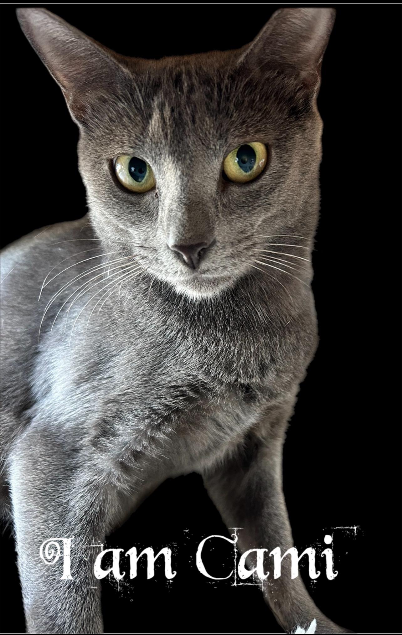 Enlarge Cami, a Adopted Russian Blue in North Palm Beach, FL image 1/2