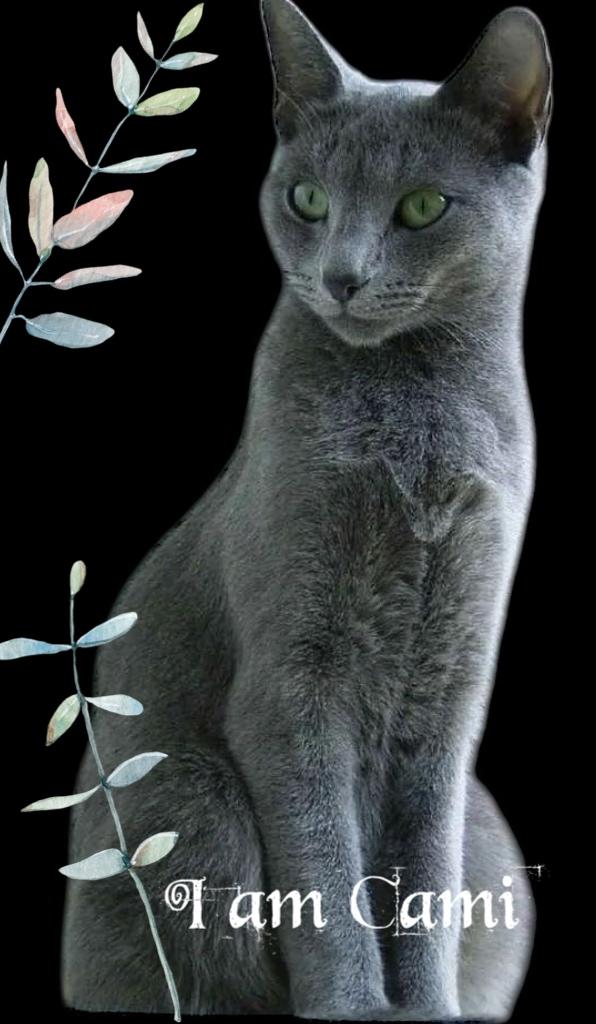 Enlarge Cami, a Adopted Russian Blue in North Palm Beach, FL image 2/2