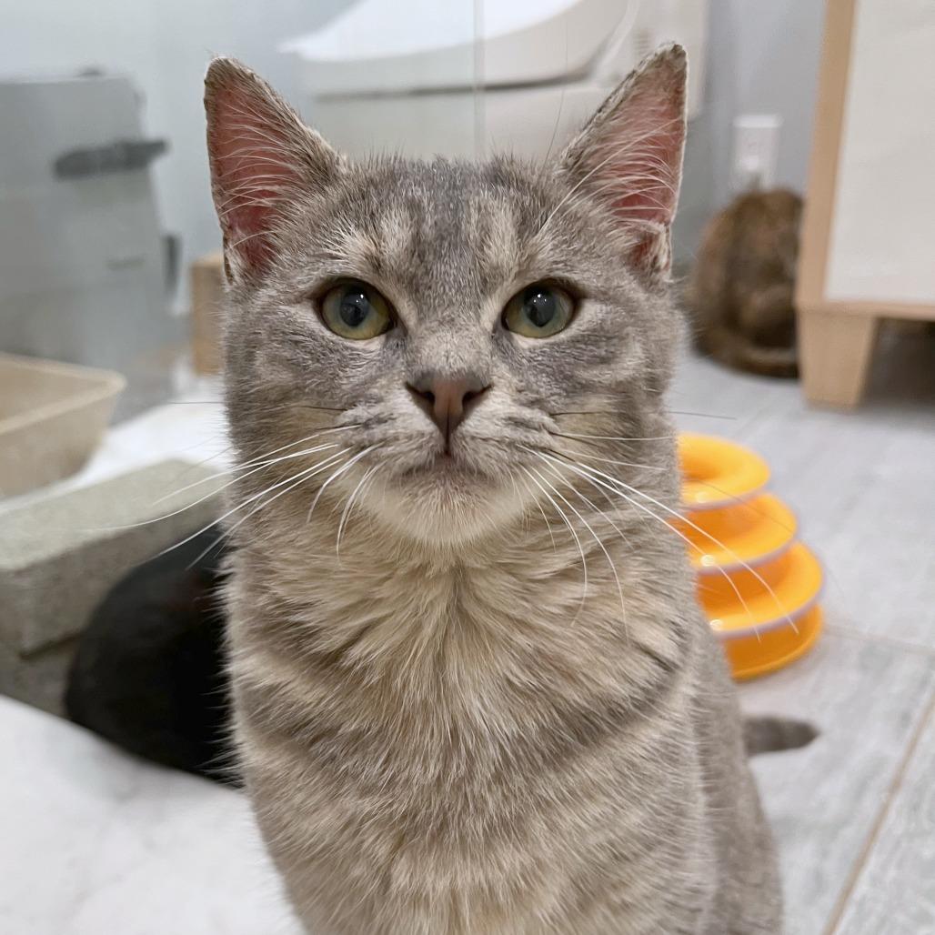 Fig, Adoptable, Young Female Domestic Short Hair.