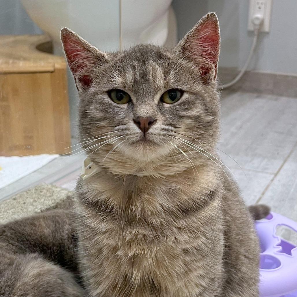 Enlarge Fig, a Adoptable mixed breed in Woodinville, WA image 2/6