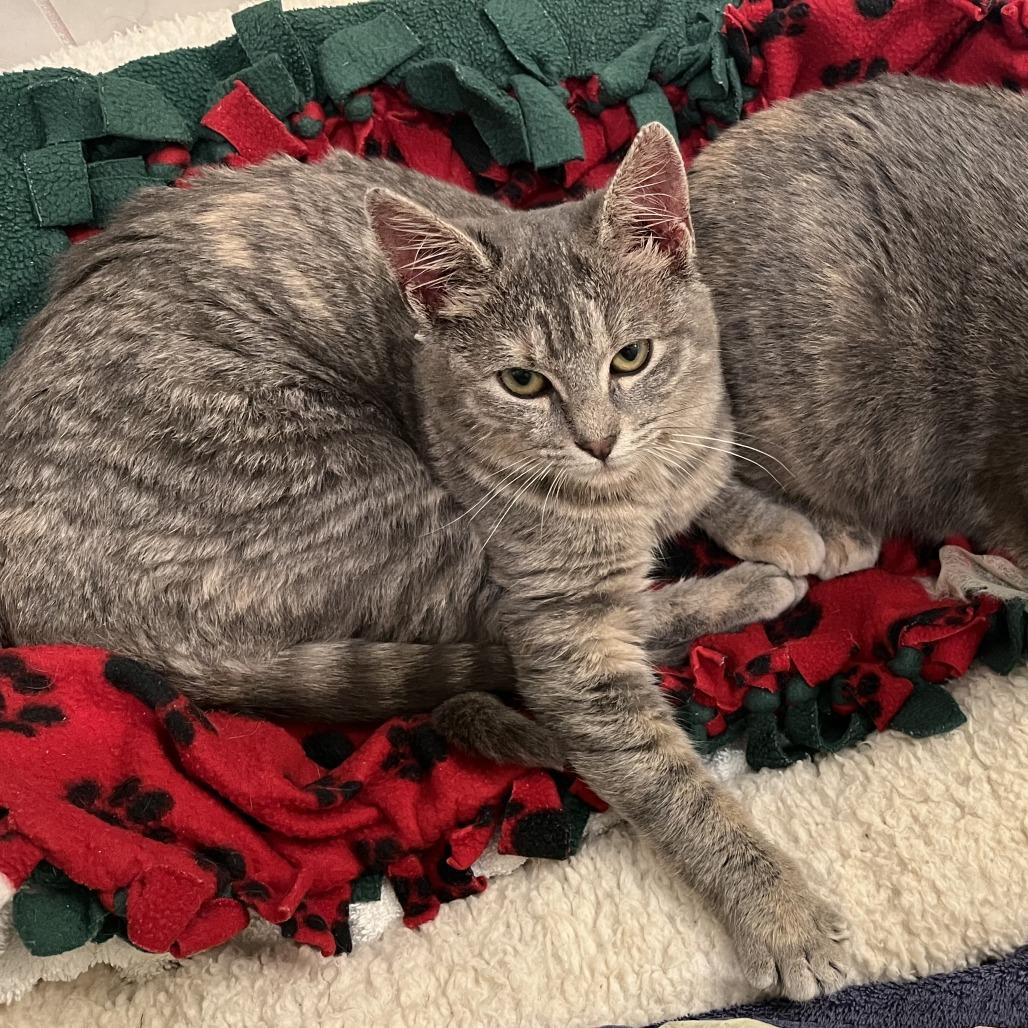 Enlarge Fig, a Adoptable mixed breed in Woodinville, WA image 4/6