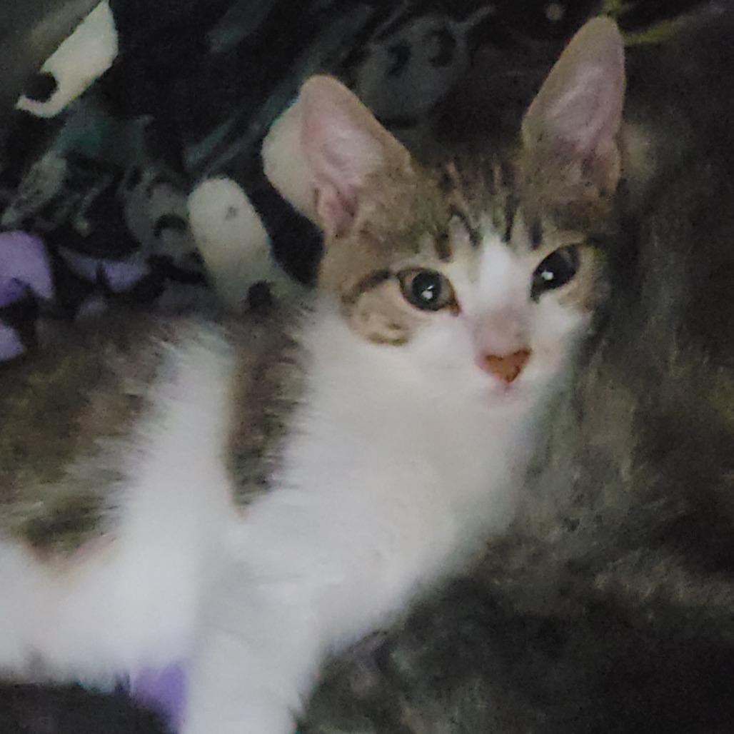 Wolfman 29977, Adoptable, Kitten Male Domestic Short Hair.
