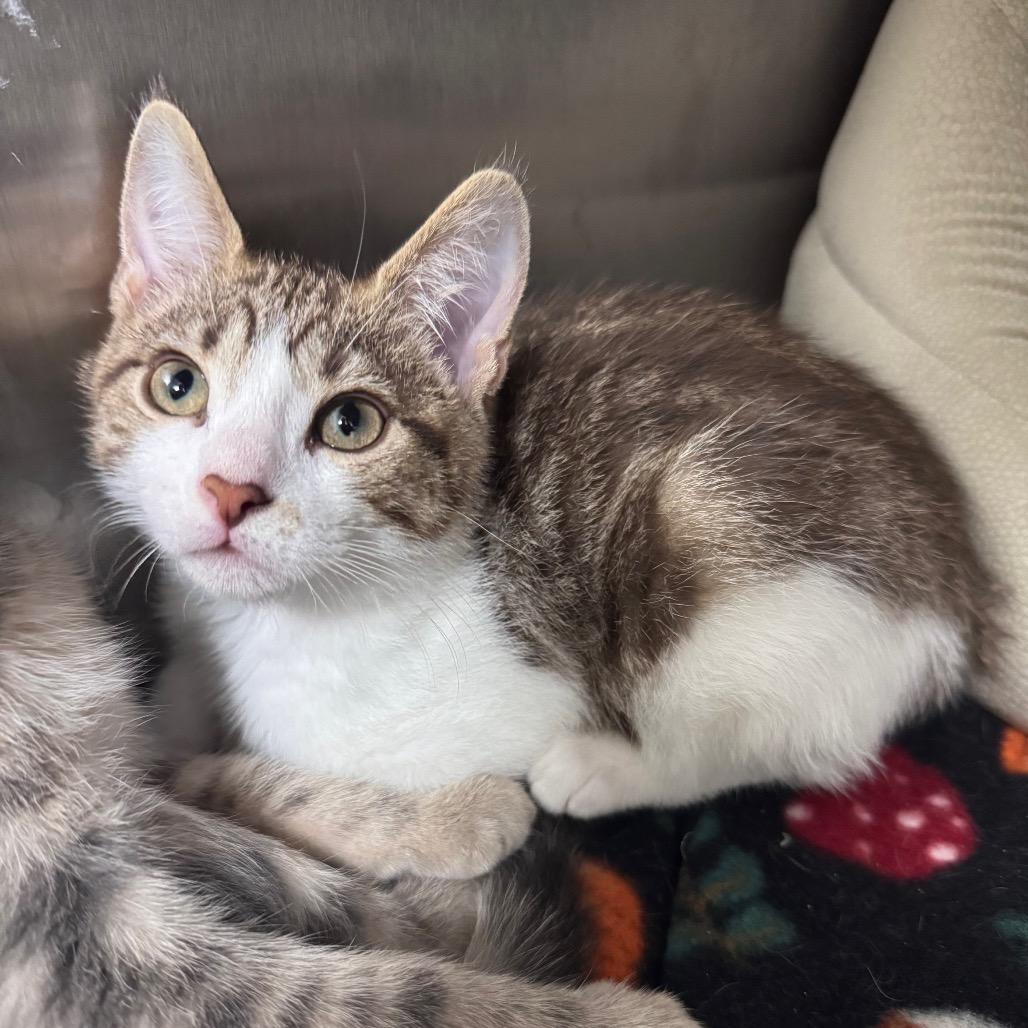 Enlarge Wolfman 29977, a Adoptable Domestic Short Hair in Middleburg, FL image 2/2