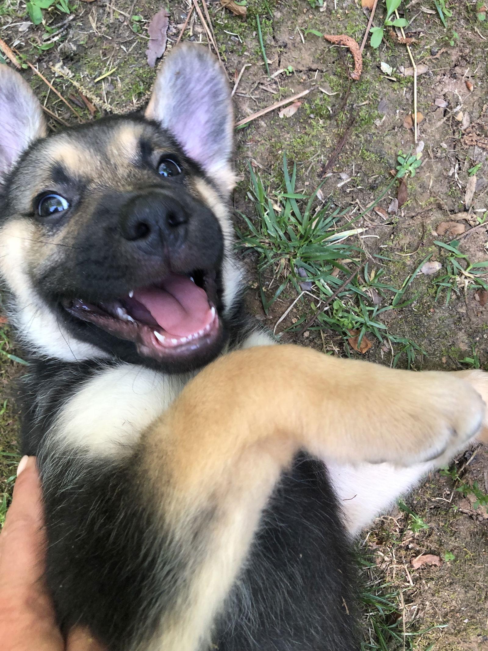 Kojak, Adopted, Puppy Male Shepherd.
